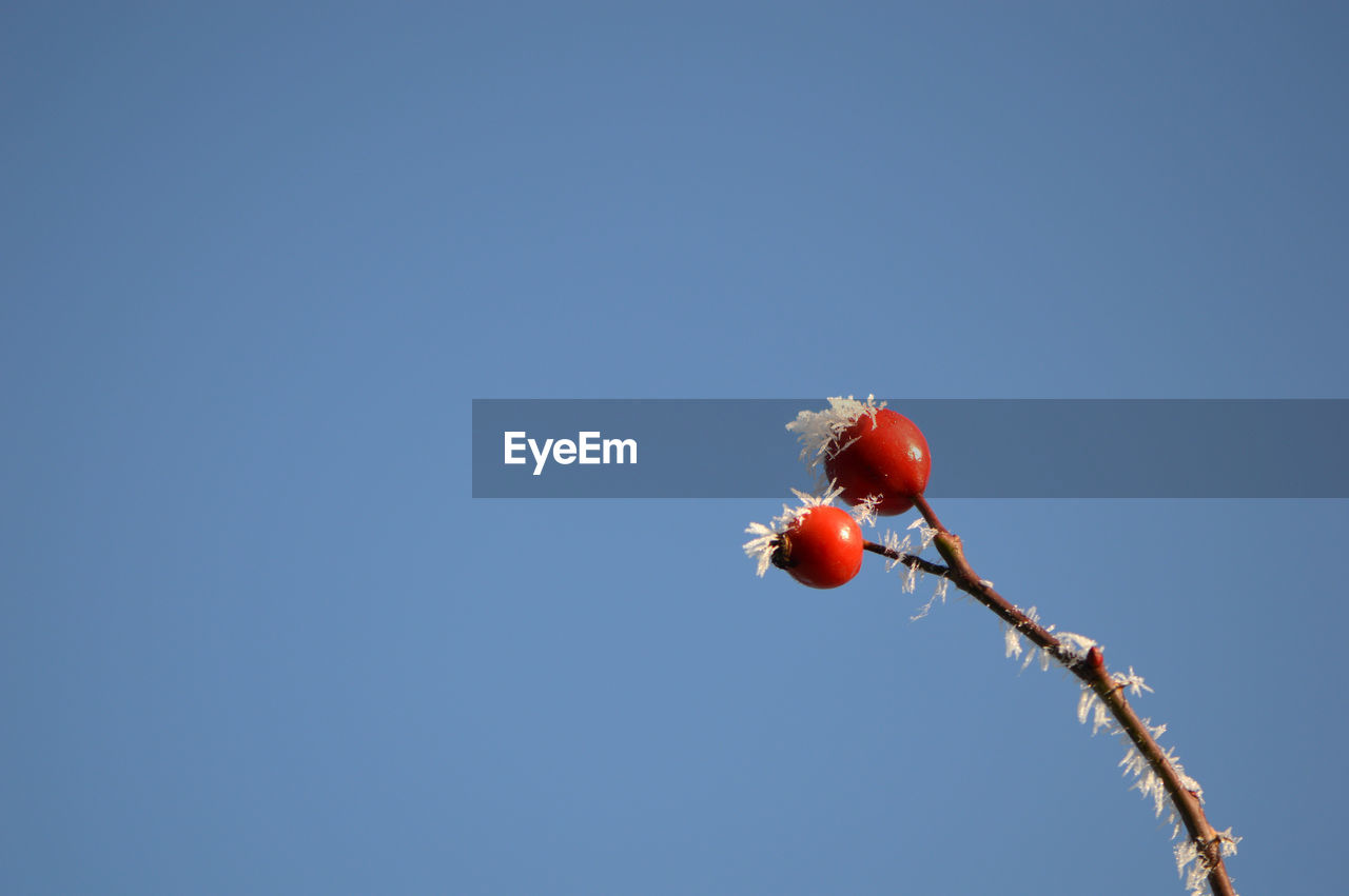 CLOSE-UP OF RED BERRIES AGAINST CLEAR SKY