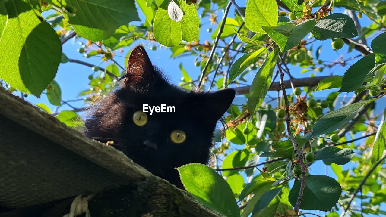 LOW ANGLE VIEW OF CAT BY TREE