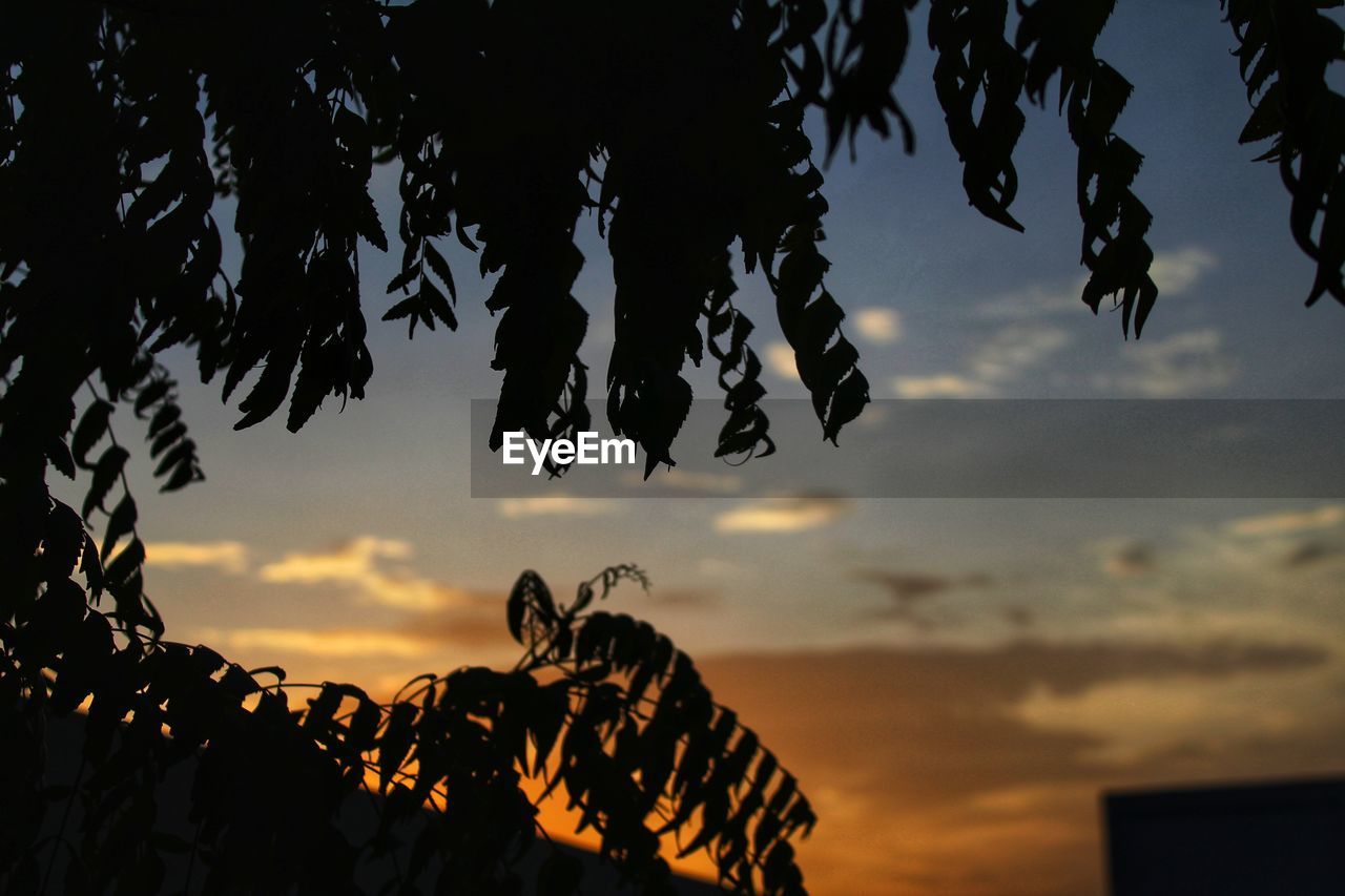 LOW ANGLE VIEW OF SILHOUETTE LEAVES HANGING AGAINST SKY