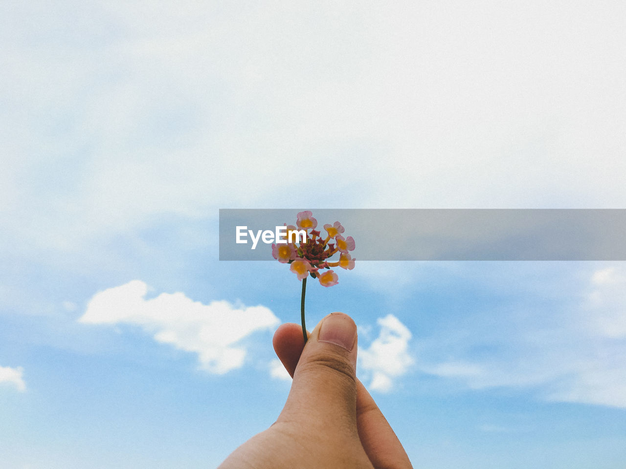 Cropped hand holding flowers against sky