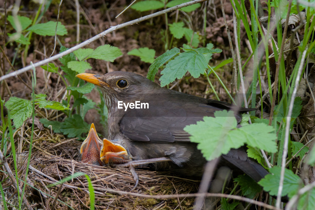 CLOSE-UP OF A BIRD PERCHING ON PLANTS