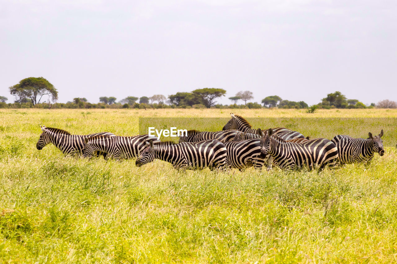 A herd of zebras standing on the savannah field with a blurry background in tsavo east park in kenya
