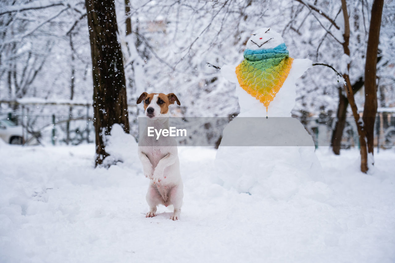 close-up of dog on snow