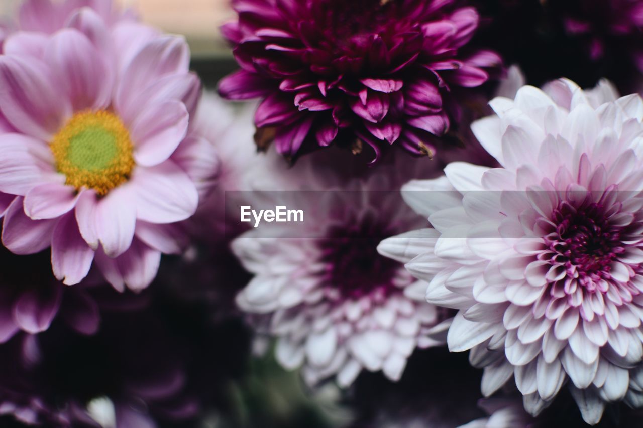 CLOSE-UP OF PURPLE FLOWERS BLOOMING