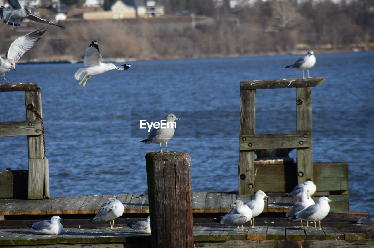 Seagulls perching on wood over lake
