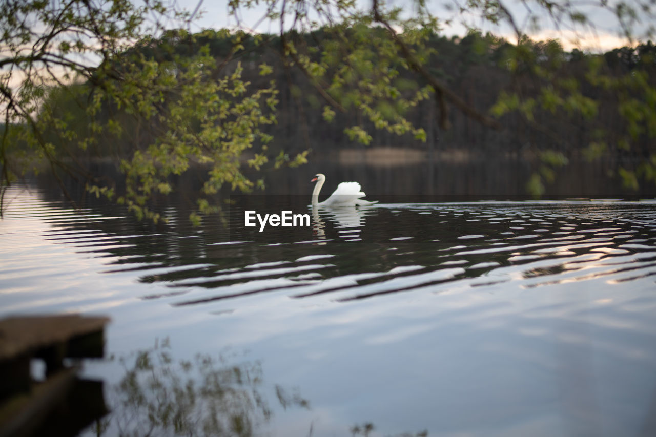 water, reflection, animal themes, animal, wildlife, animal wildlife, lake, bird, nature, one animal, tree, plant, no people, beauty in nature, day, water bird, swimming, tranquility, outdoors, morning, winter, duck, poultry, swan, rippled
