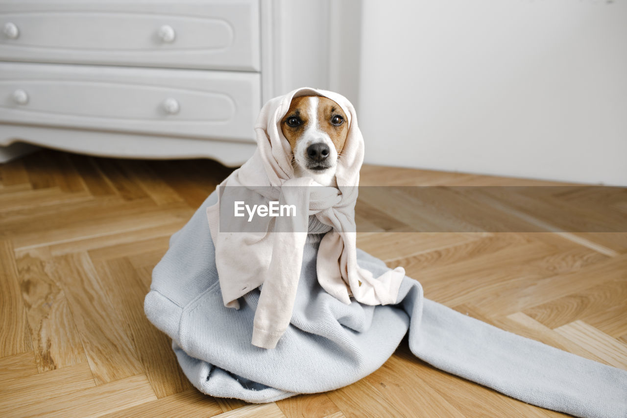 Dog in sweater sitting on floor at home