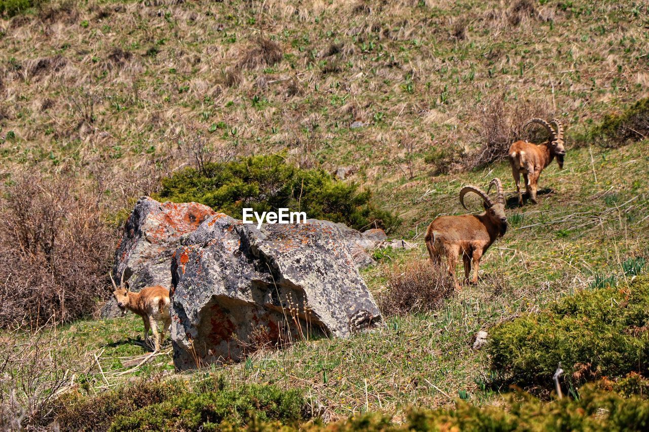 HORSES STANDING IN FIELD