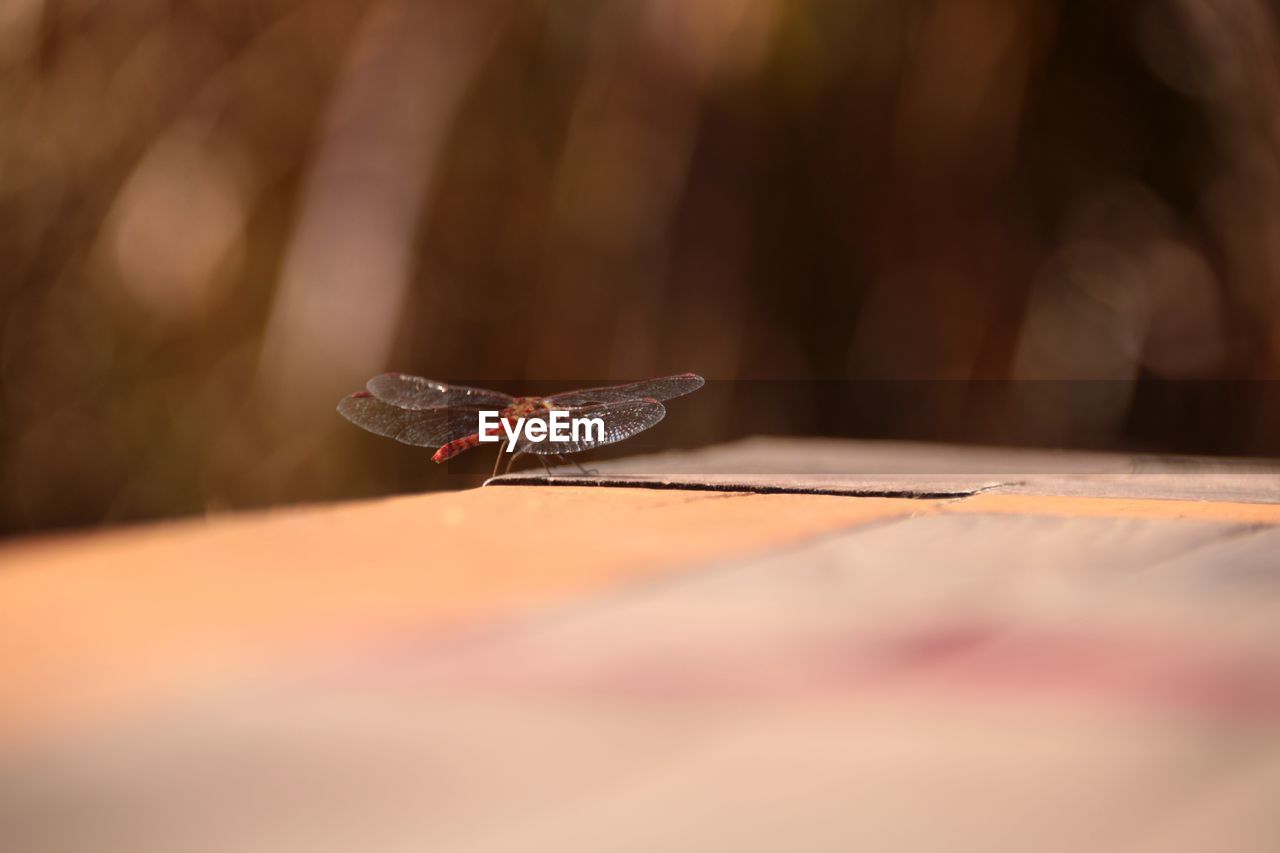 Close-up of dragonfly on leaf