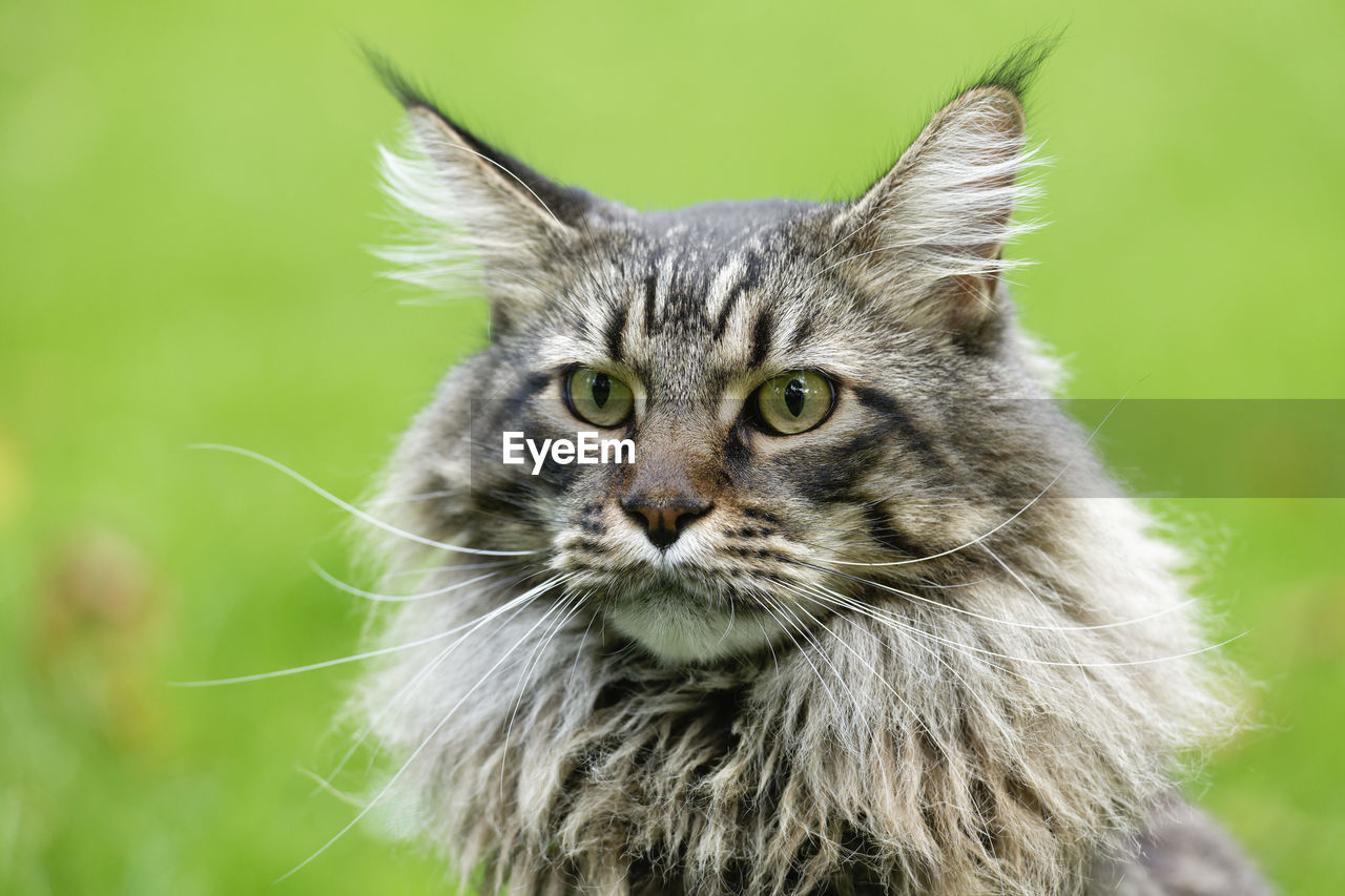 CLOSE-UP PORTRAIT OF CAT AGAINST GREEN LEAF