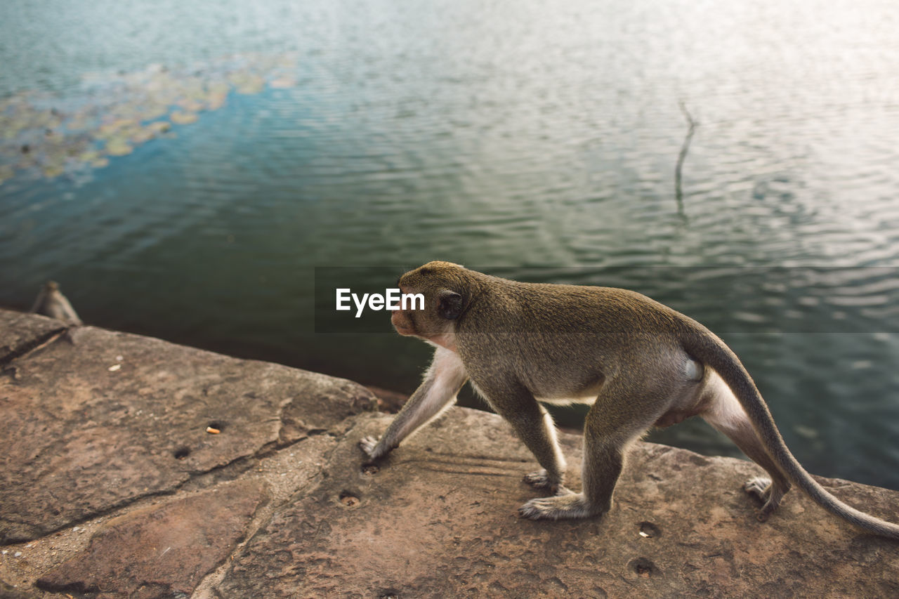 High angle view of monkey by the lake