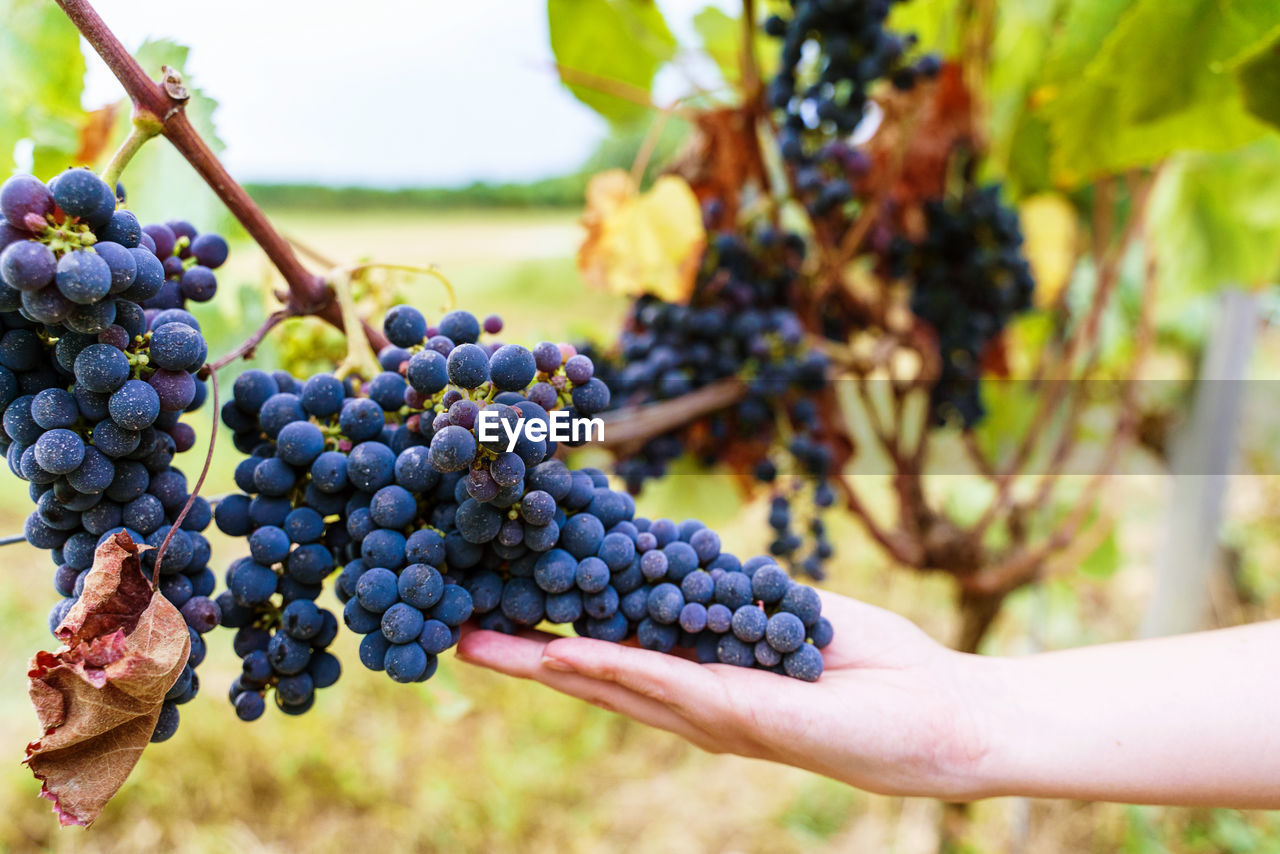 CLOSE-UP OF GRAPES