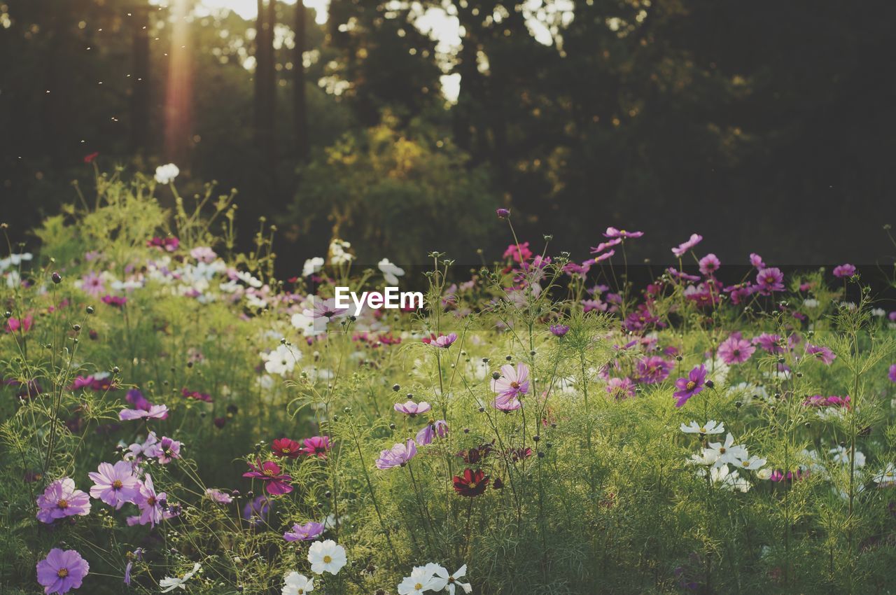 Various flowers growing on field