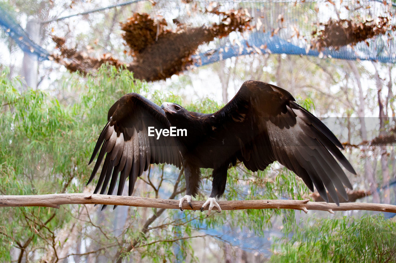 Black eagle flying over a tree