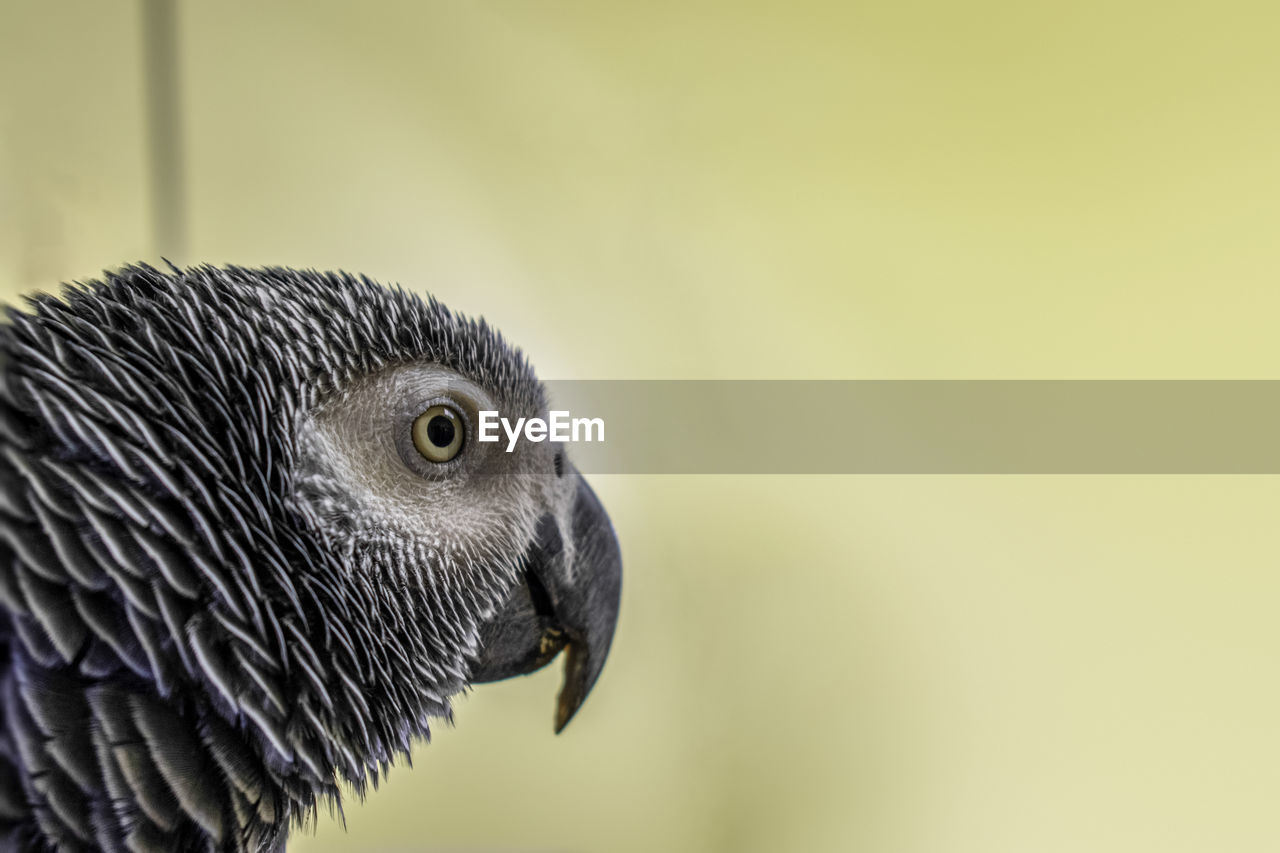 CLOSE-UP SIDE VIEW OF A BIRD