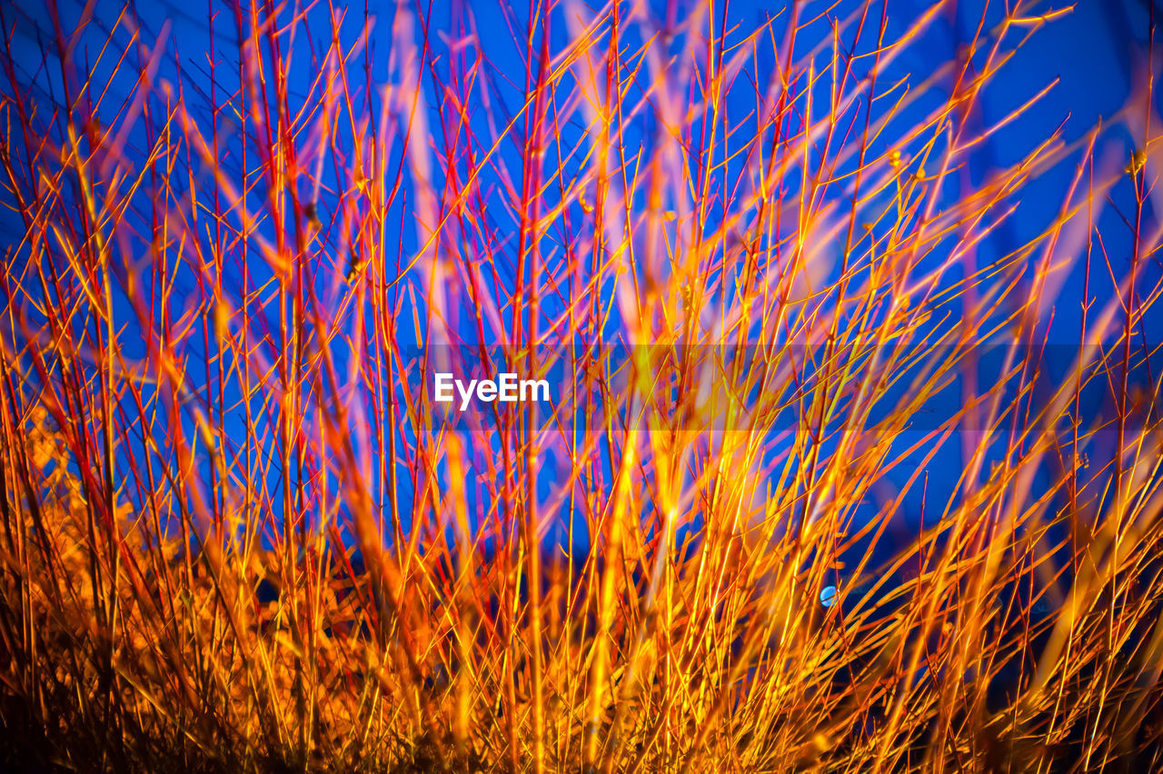 FULL FRAME SHOT OF PLANTS AGAINST BLUE SKY