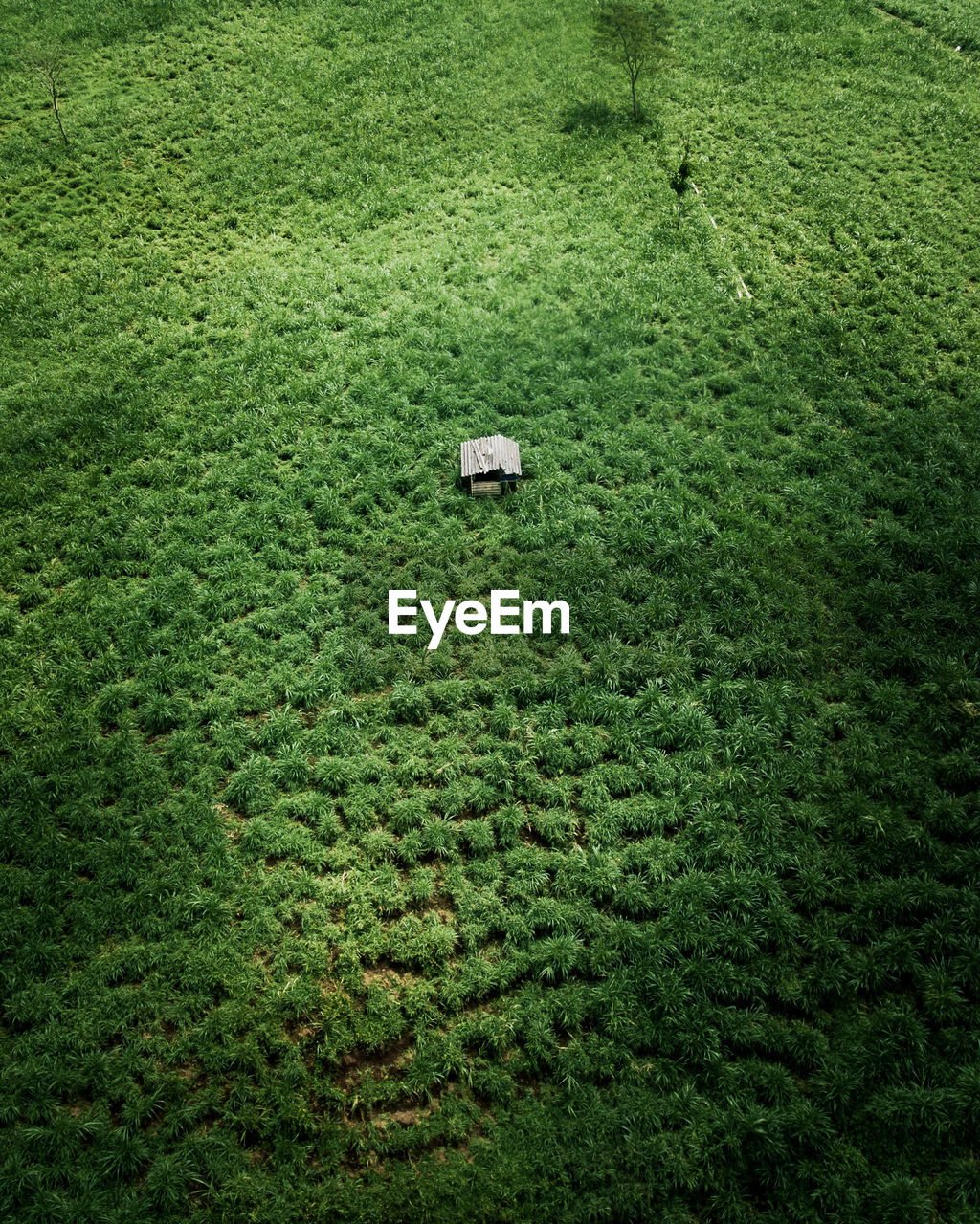 High angle view of agricultural field