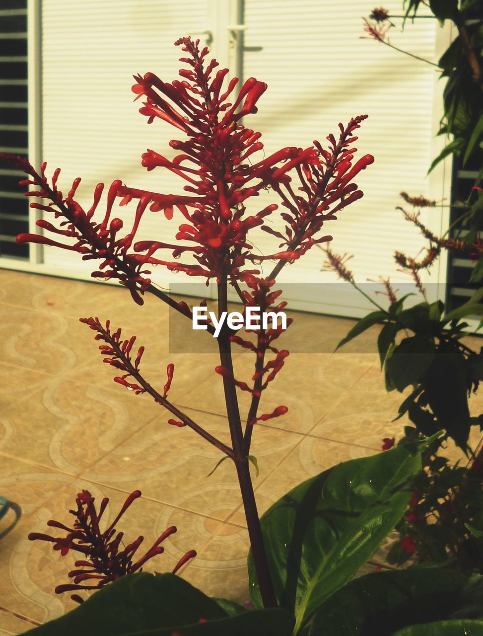 CLOSE-UP OF FRESH FLOWER PLANT