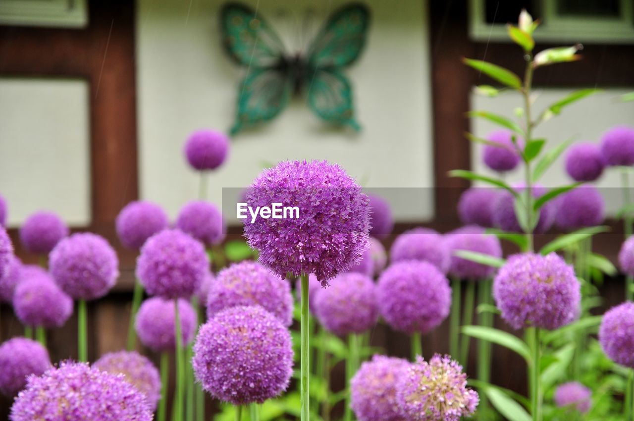 Close-up of purple flowering plants