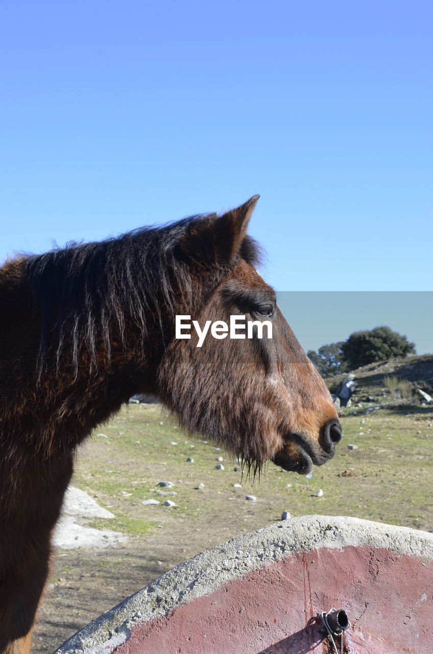 SIDE VIEW OF A HORSE AGAINST CLEAR SKY