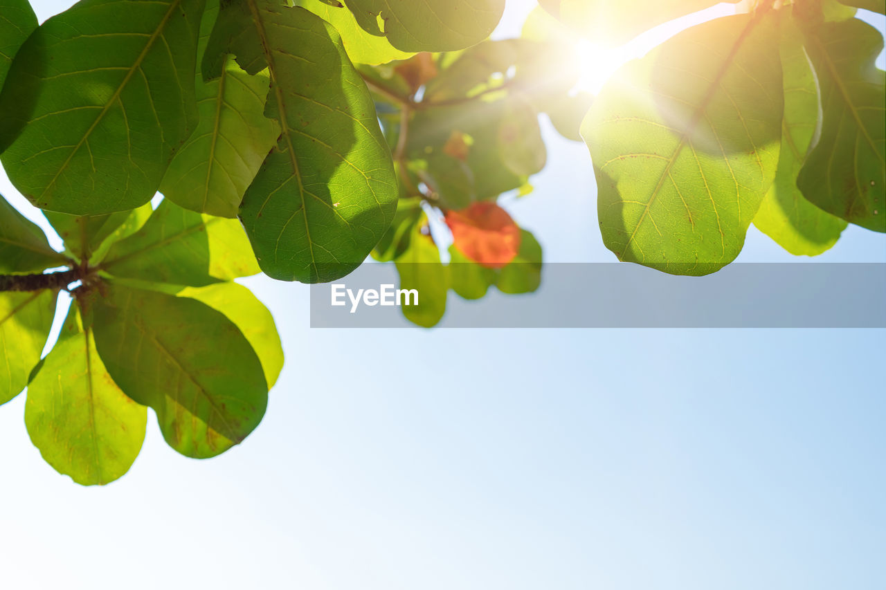 LOW ANGLE VIEW OF FLOWERING PLANTS AGAINST CLEAR SKY