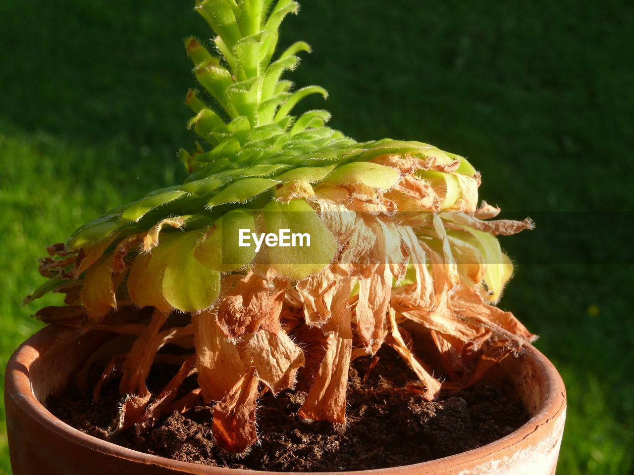 CLOSE-UP OF FRESH PLANT IN WATER