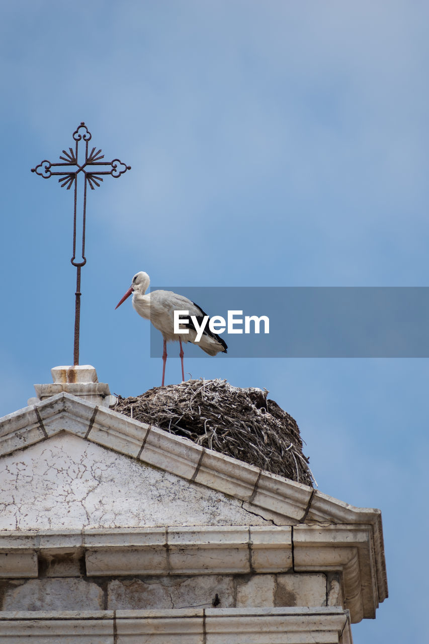 Low angle view of bird perching against clear sky