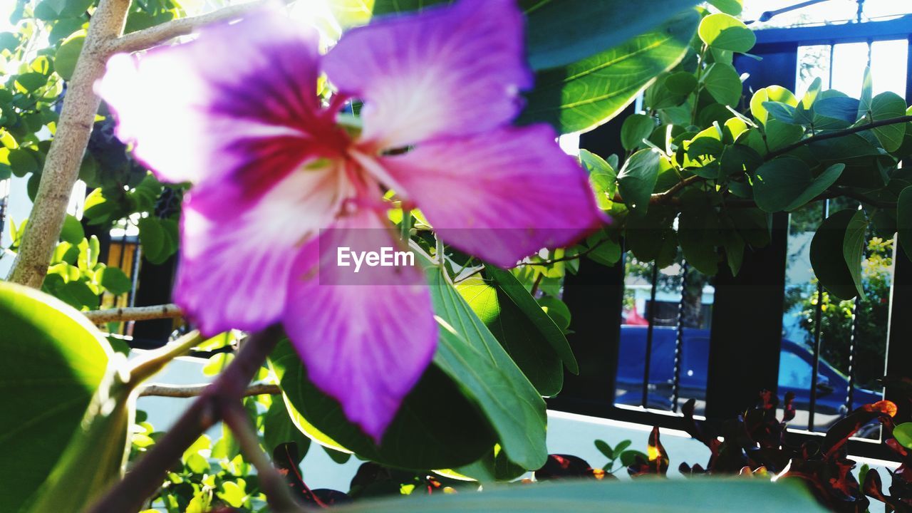 CLOSE-UP OF FLOWER TREE AGAINST BLURRED BACKGROUND