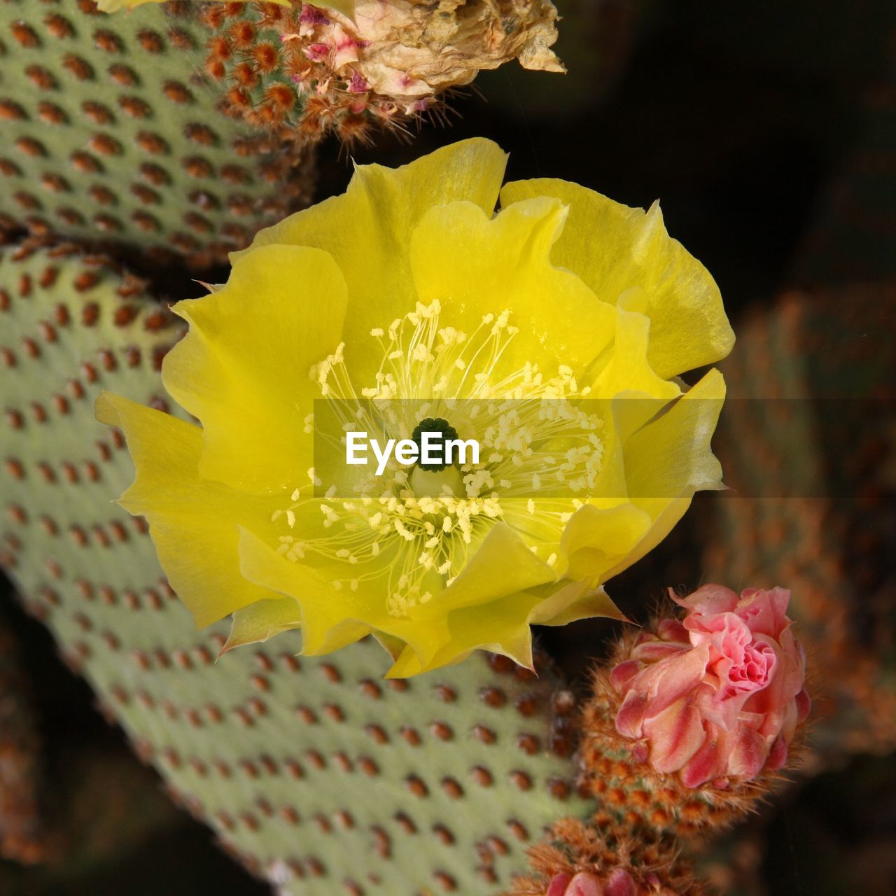 CLOSE-UP OF YELLOW LILY BLOOMING ON CACTUS