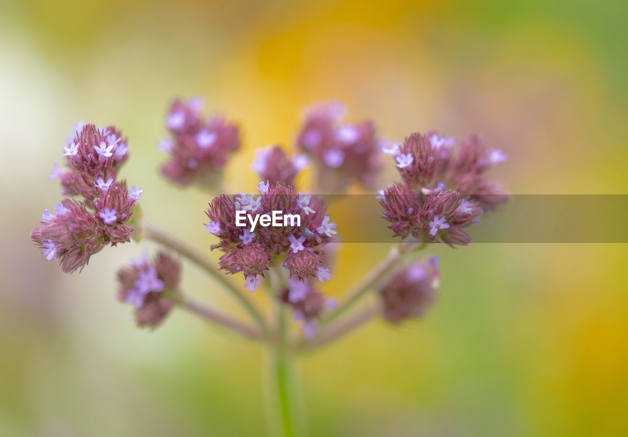 CLOSE UP OF PURPLE FLOWERING PLANT