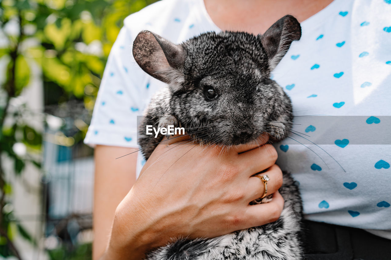 Close-up of woman holding cute chinchilla rodent in hand 