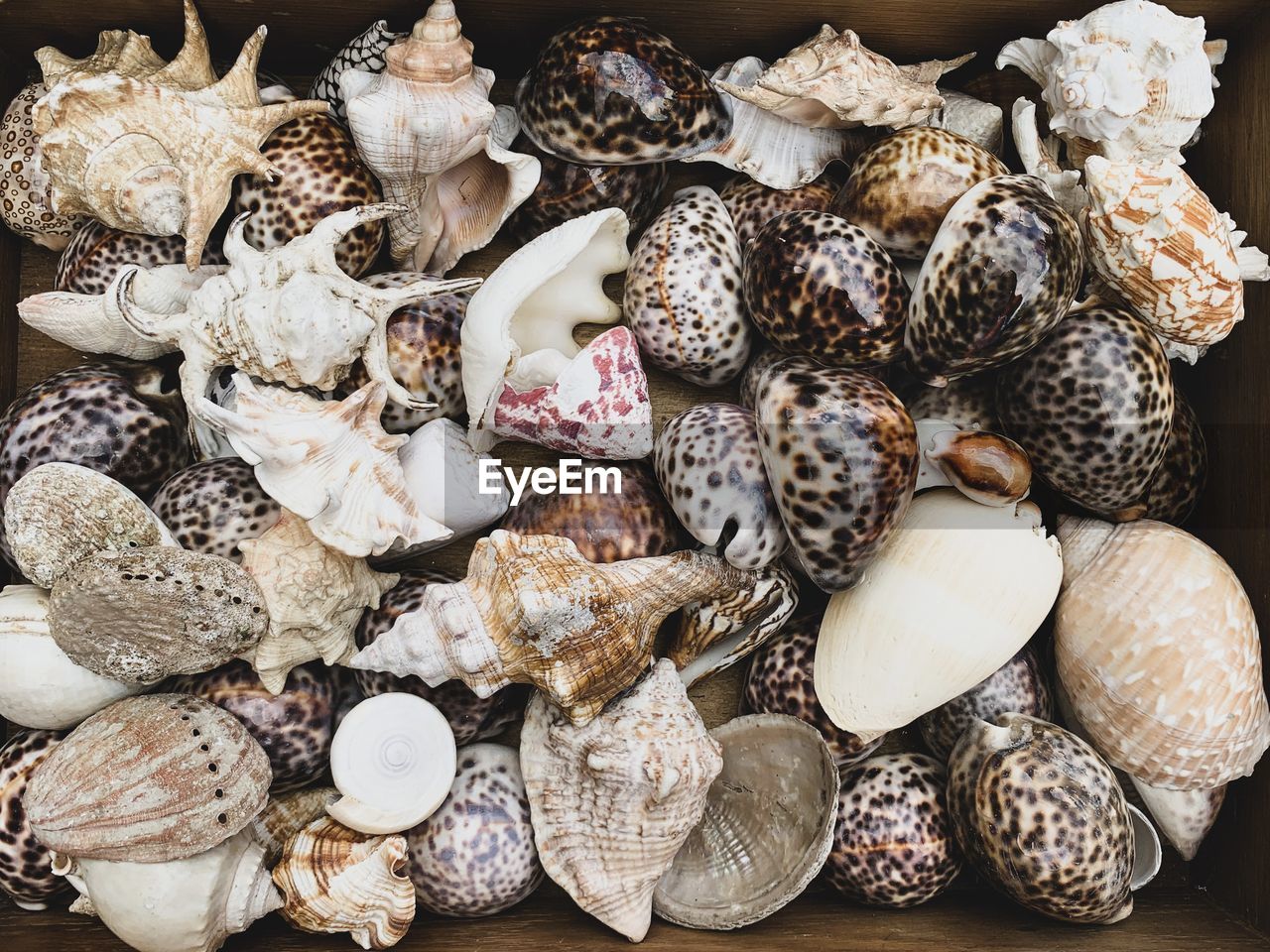 Flea market treasures seashells background. variety of different shapes seashells
