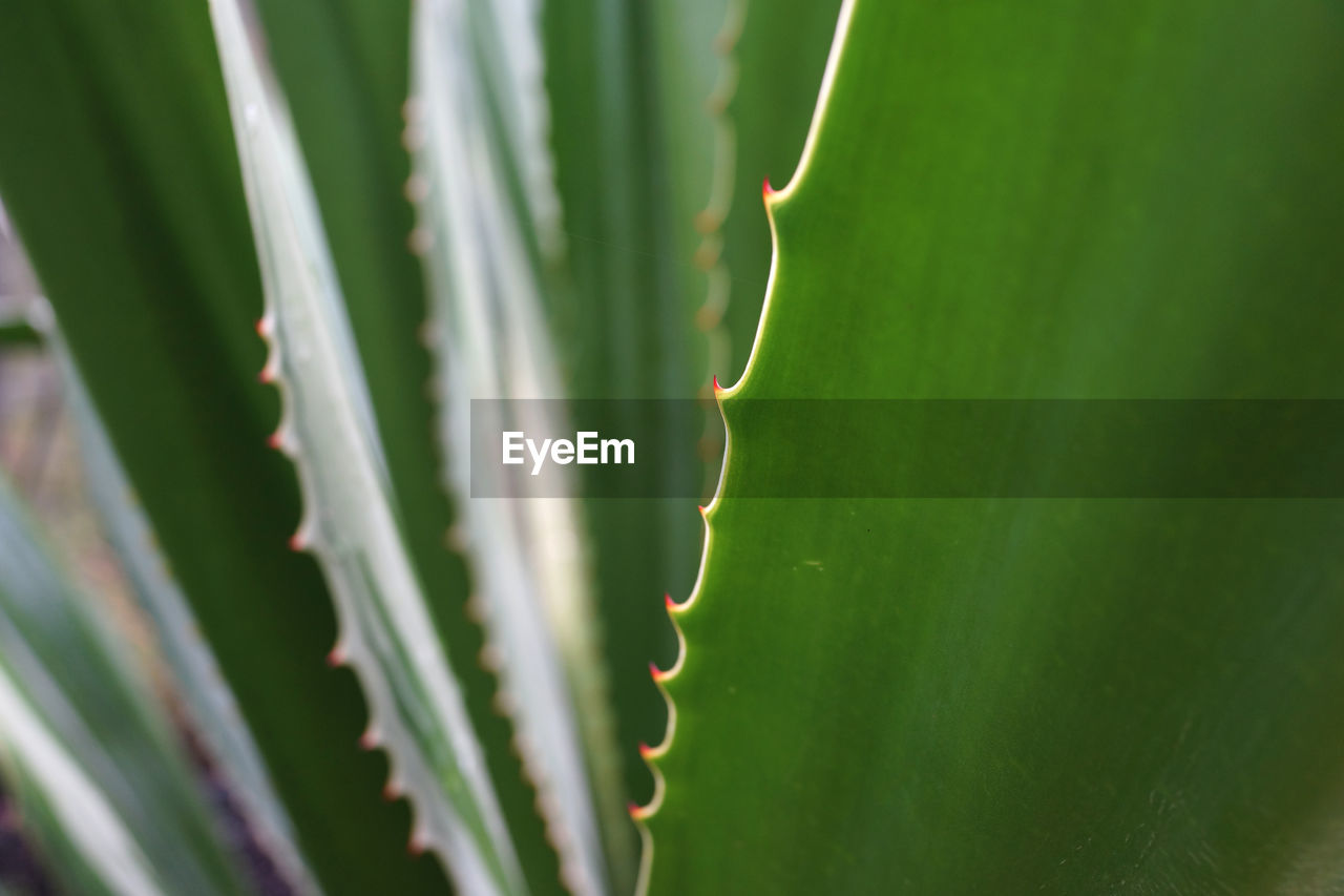 CLOSE-UP OF SUCCULENT PLANT IN CACTUS