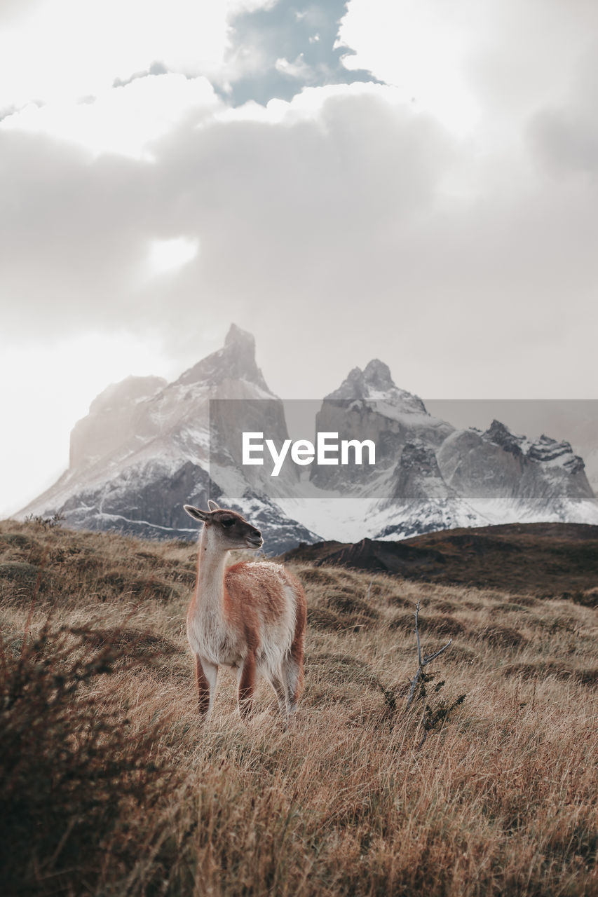 Guanaco standing on land against cloudy sky