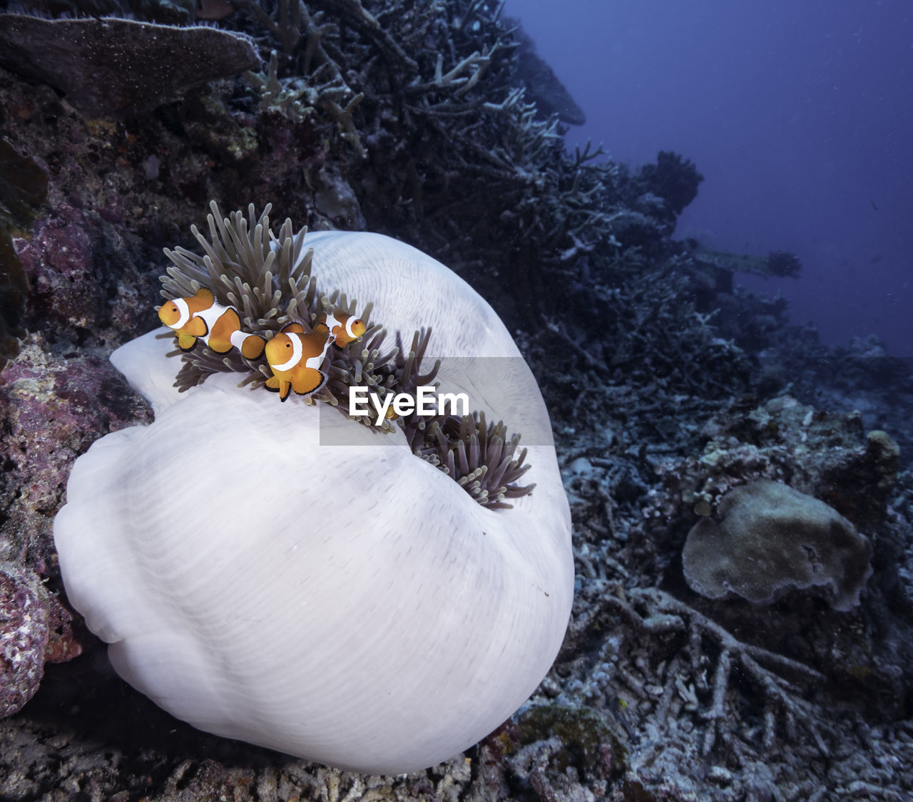 VIEW OF SEA AND JELLYFISH