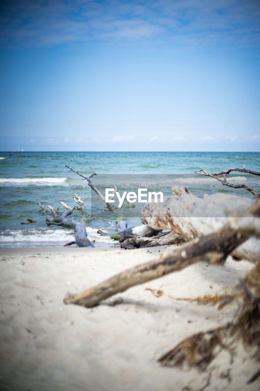 VIEW OF DRIFTWOOD ON BEACH