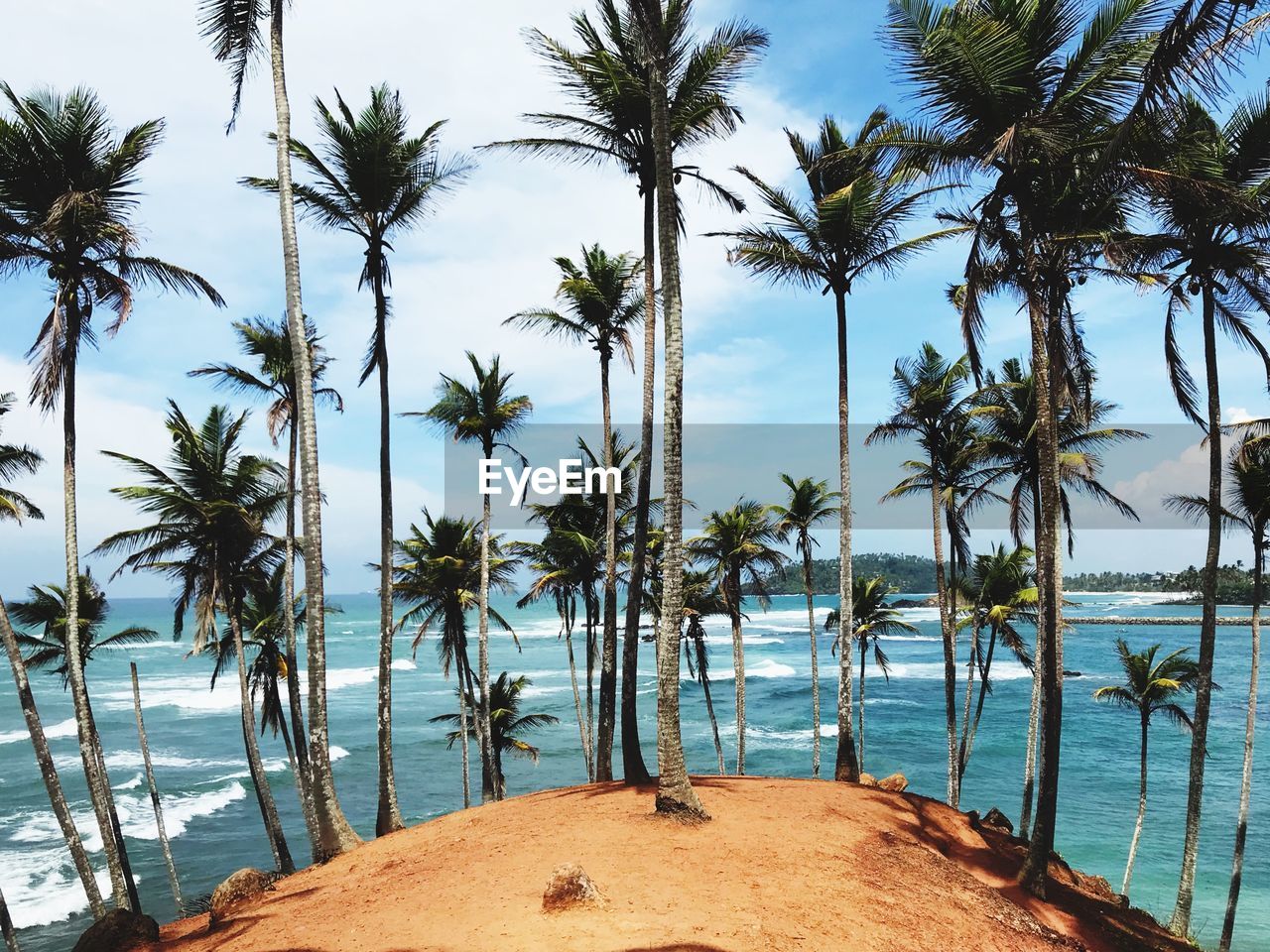 Palm trees by sea against sky