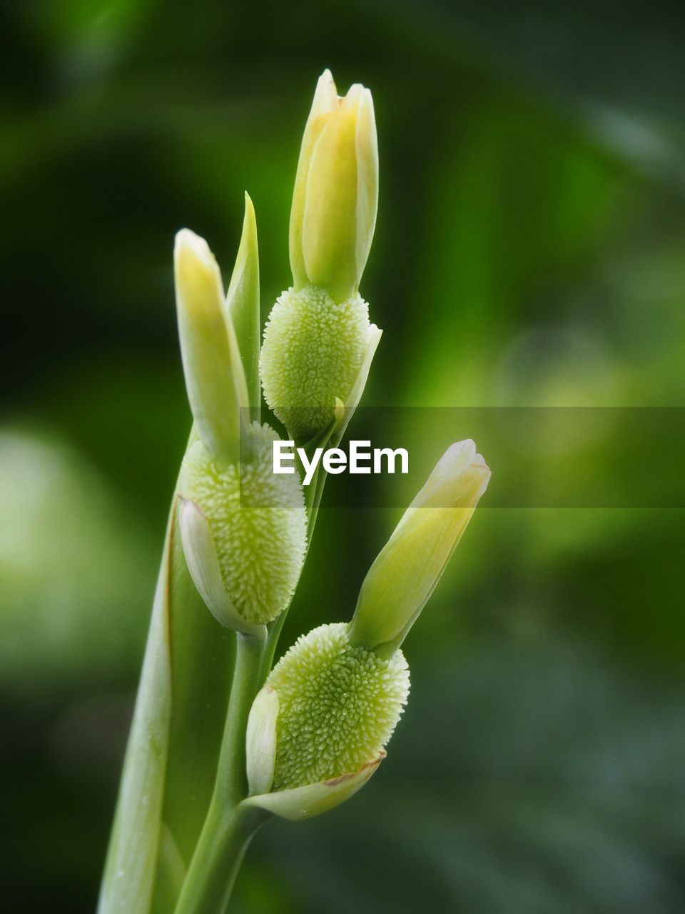 Close-up of flowering plant