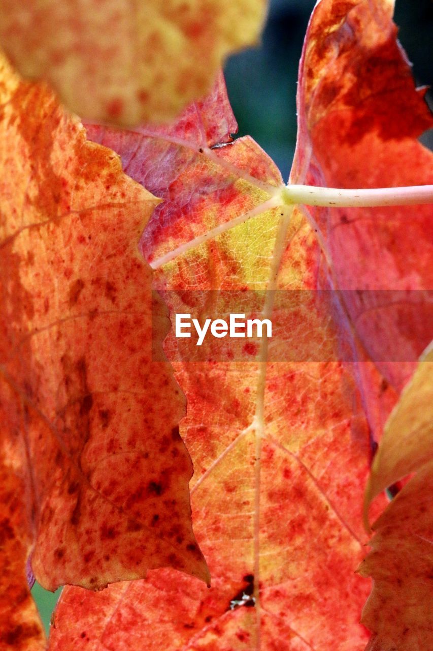 CLOSE-UP OF FRESH AUTUMN LEAF ON PLANT
