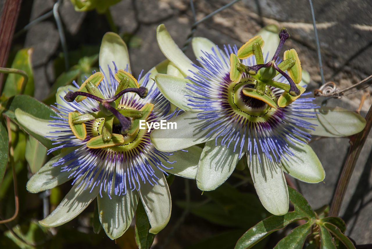 Close-up of purple flowering plant