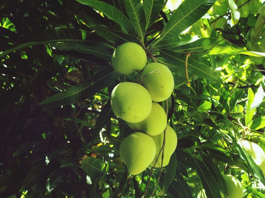 Close-up of raw fruits hanging on tree