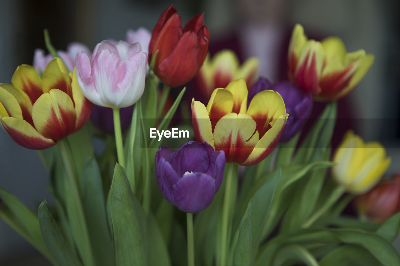 Close-up of crocus blooming outdoors