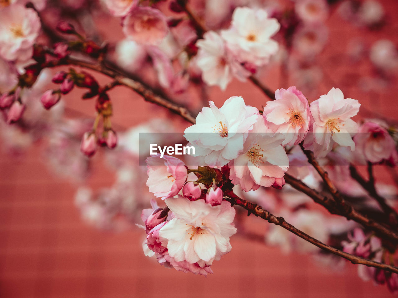 CLOSE-UP OF PINK CHERRY BLOSSOMS