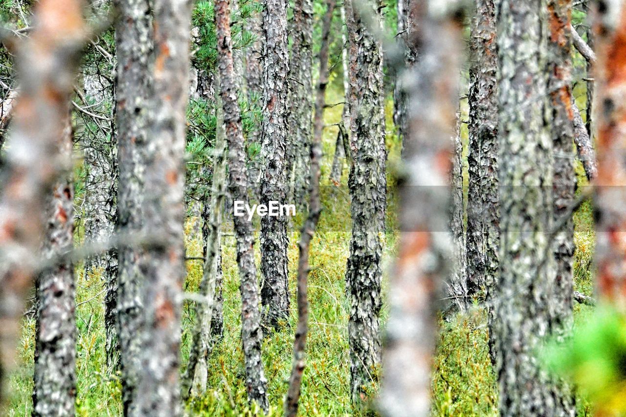 Close-up of tree trunks in forest