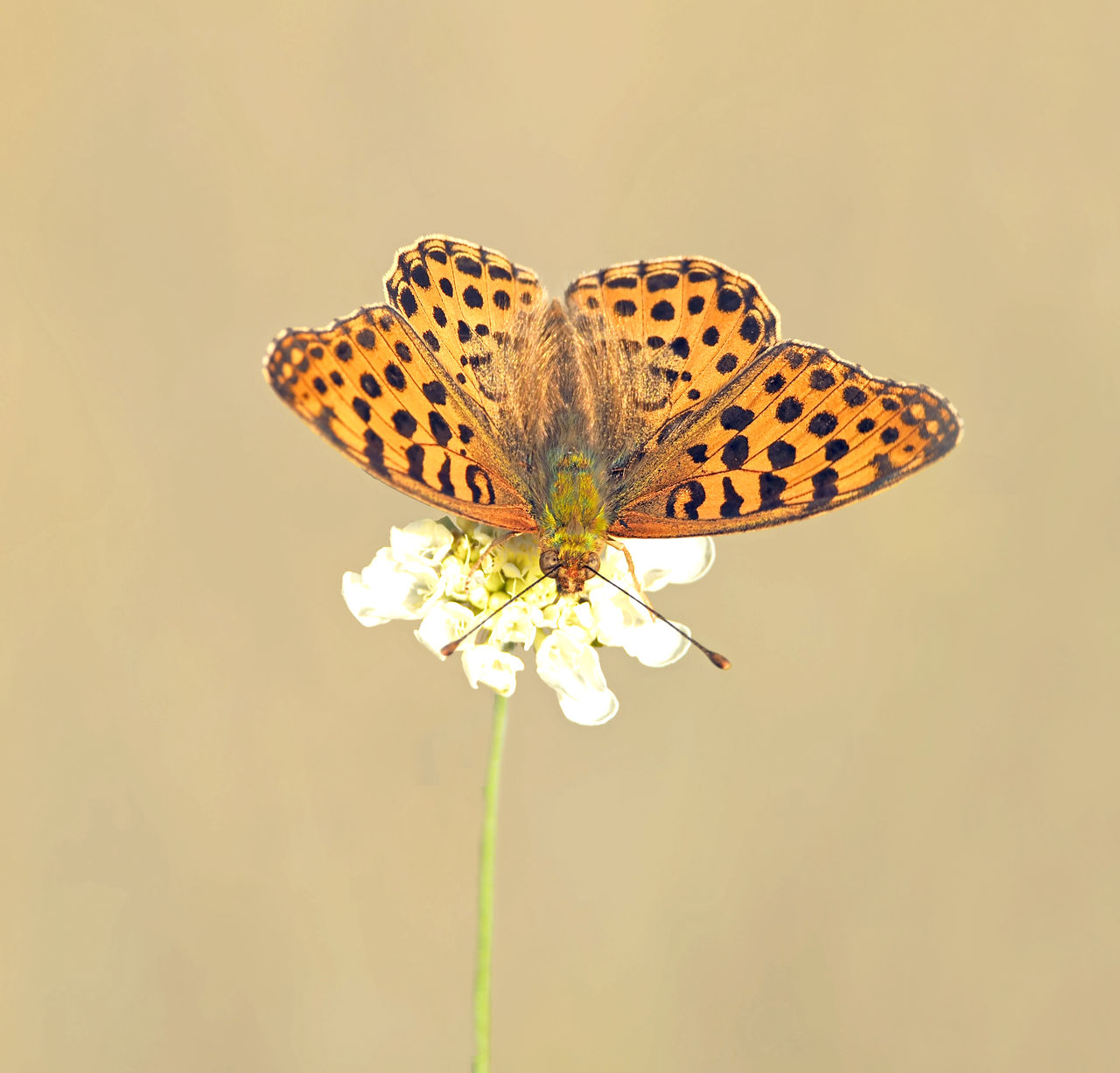 Close-up of butterfly pollinating on flower