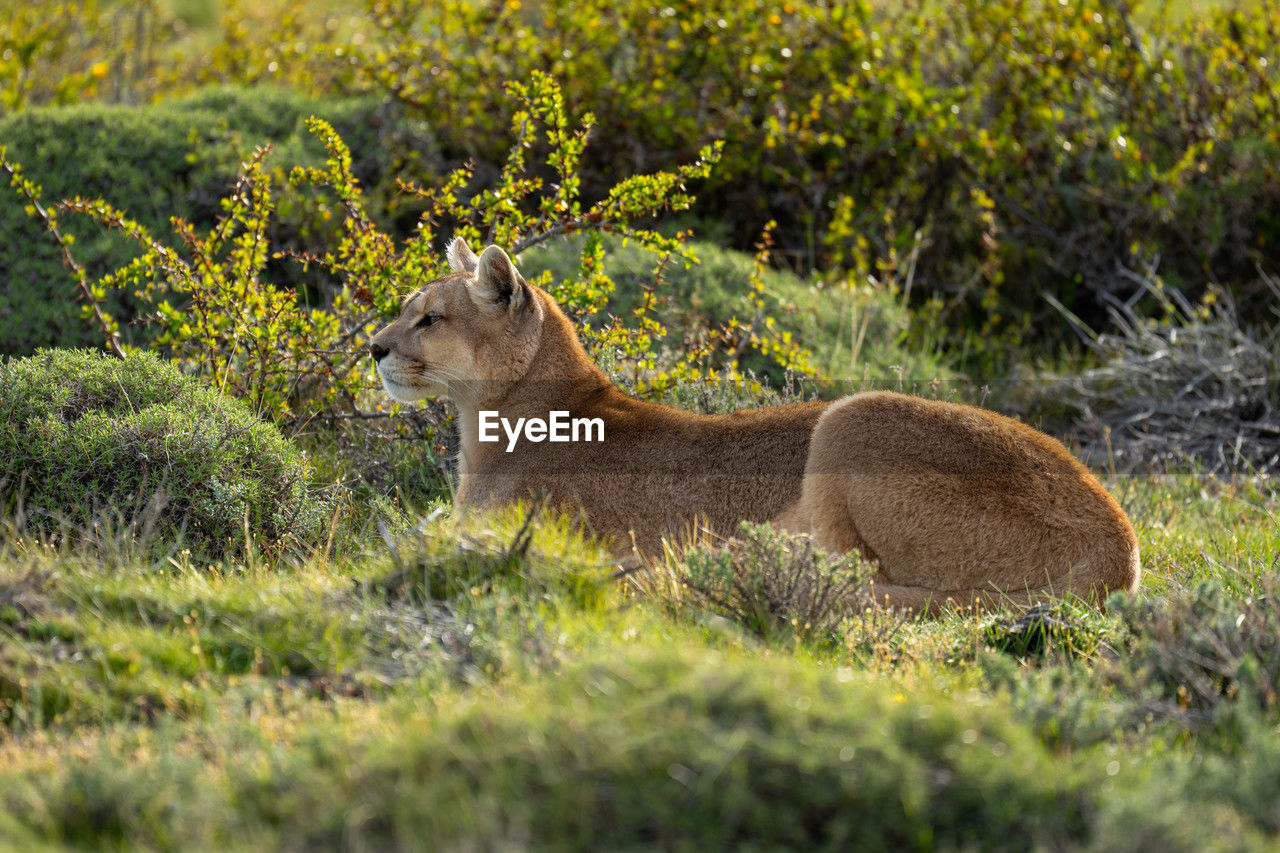 animal, animal themes, mammal, animal wildlife, wildlife, nature, one animal, plant, grass, no people, side view, day, wilderness, outdoors, land, relaxation, selective focus, deer, field, sitting