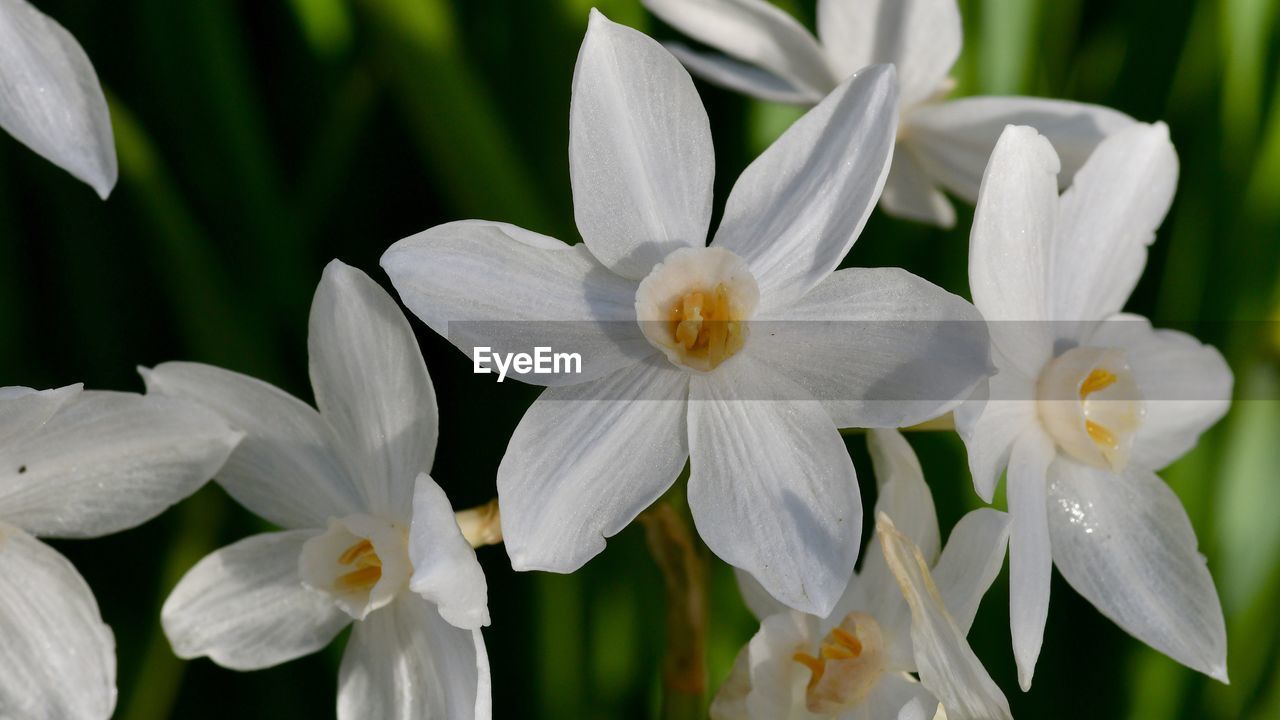 Close-up of white flowering plants in park