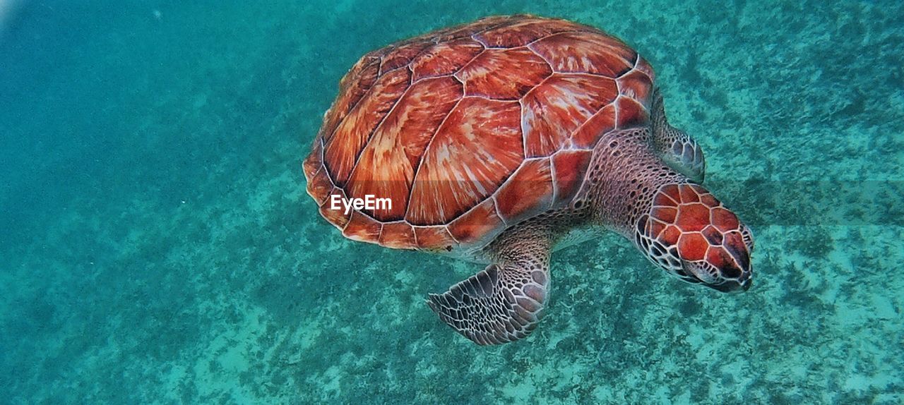 TURTLE SWIMMING IN SEA AGAINST BLUE BACKGROUND