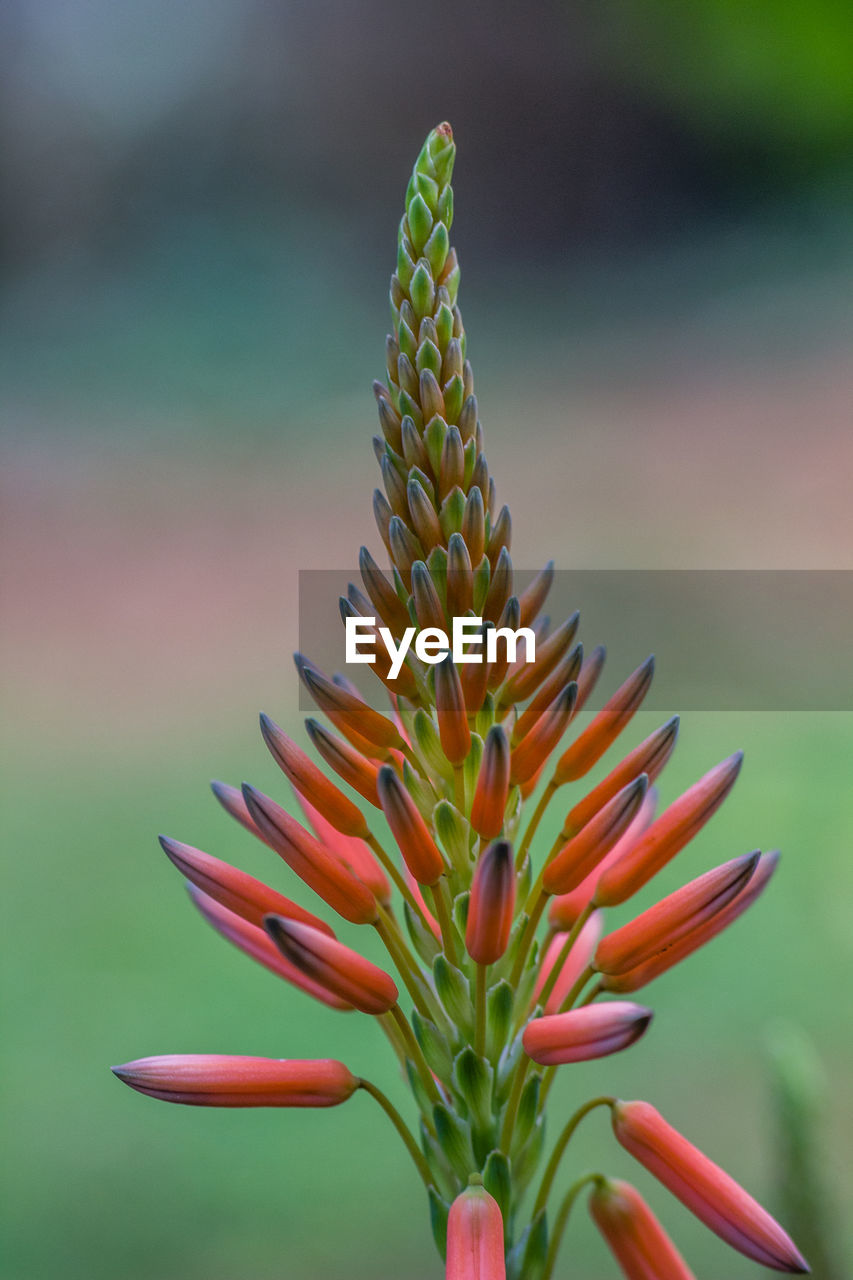 Close-up of succulent plant