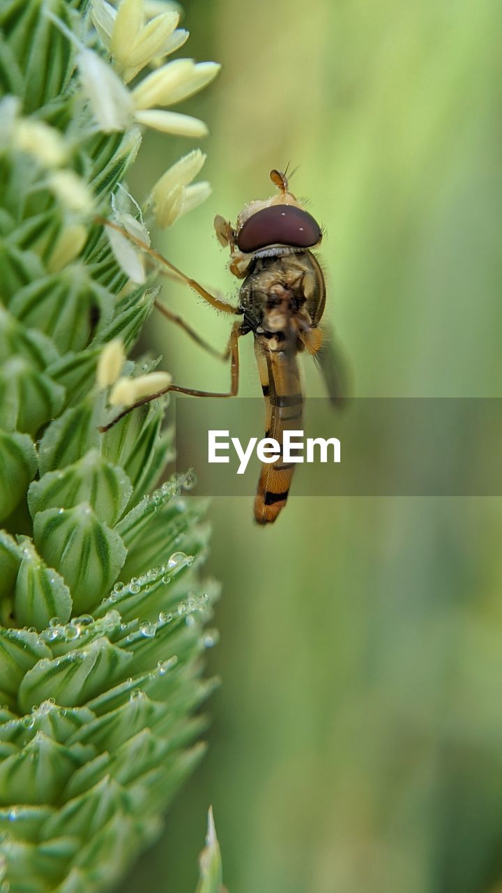 close-up of insect on leaf